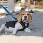 Beagle in spiaggia e al mare, come gestirlo?