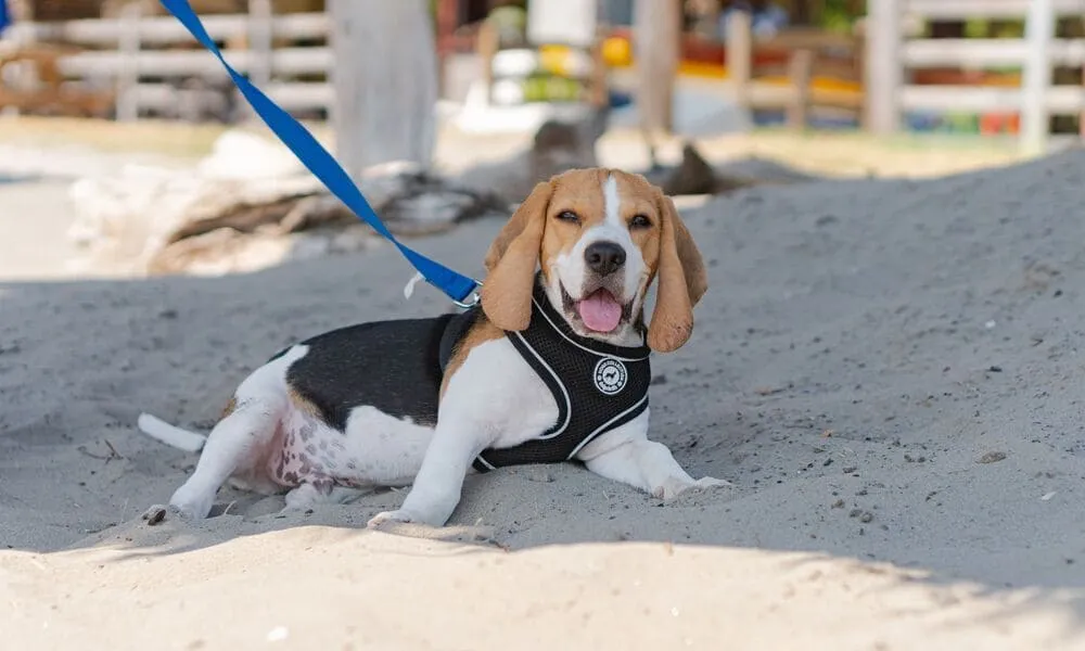 Beagle in spiaggia, come gestirlo?