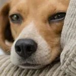 Vita da beagle: una giornata perfetta