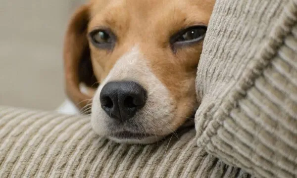 Un giorno da beagle: timing della giornata perfetta