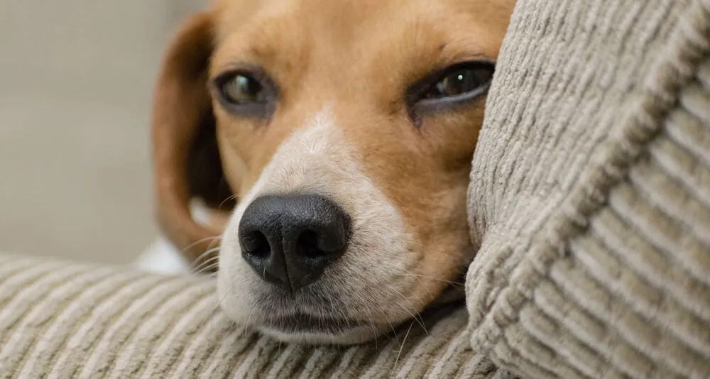 Vita da beagle: una giornata perfetta