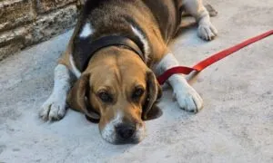 Strategie anti-caldo per i beagle