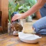 Beagle goloso, come preparargli del cibo in casa