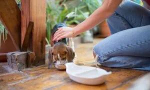 Beagle goloso, come preparargli del cibo in casa
