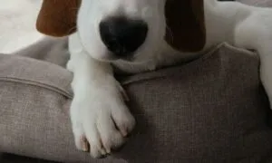 Beagle e proprietari anziani