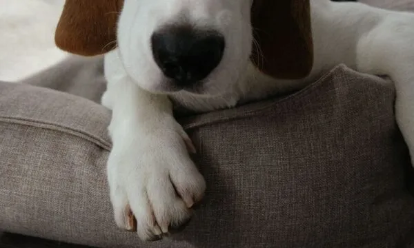 Anziani e beagle: convivenza possibile o scelta rischiosa?