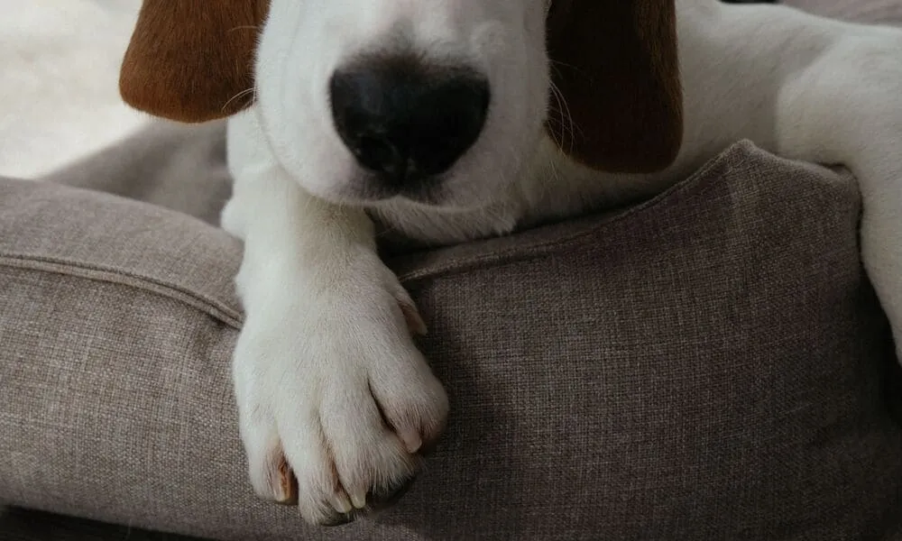 Beagle e proprietari anziani