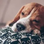Di quanto sonno ha bisogno un beagle?