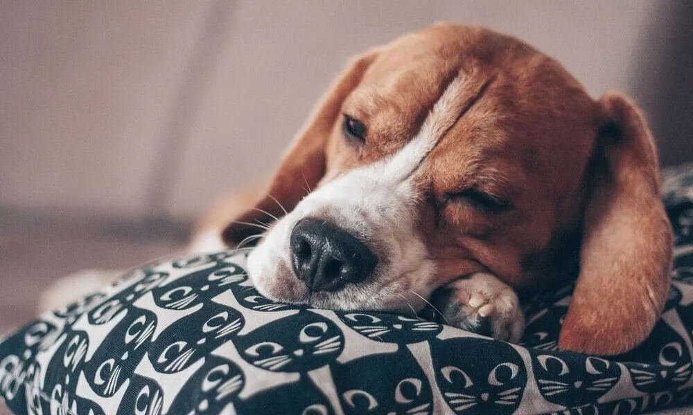 Quanto dorme un beagle: la guida completa per ogni età