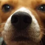 Il fiuto del beagle
