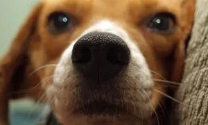 Il fiuto del beagle