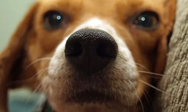Il fiuto del beagle: come funziona il migliore naso canino