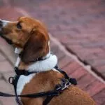 Frasi da beagle