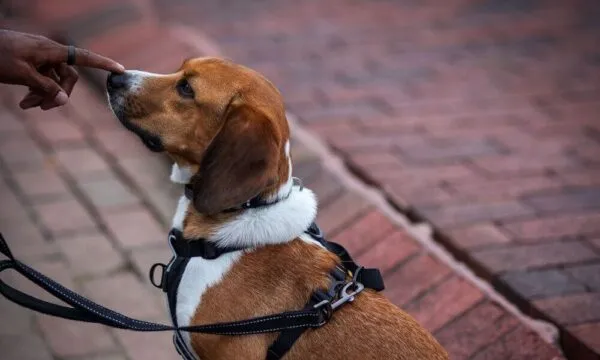 Beagle, le frasi più assurde che ti senti dire per strada