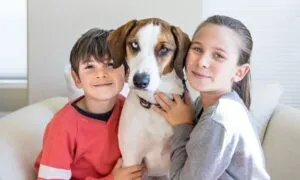 Beagle e bambini