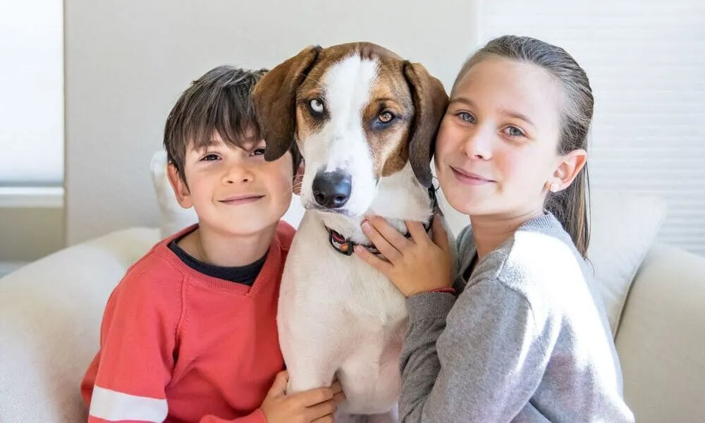 Beagle e bambini: è il cane giusto?