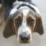 Sei razze simili al beagle
