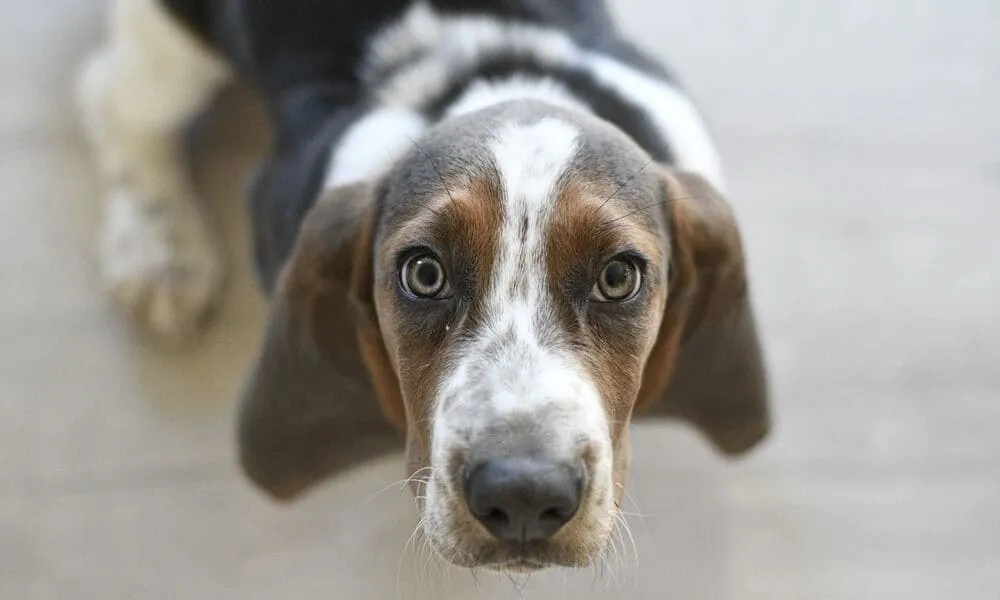 Cani simili al beagle: sei razze da conoscere