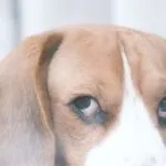 Beagle, come gestire l'ansia da separazione?