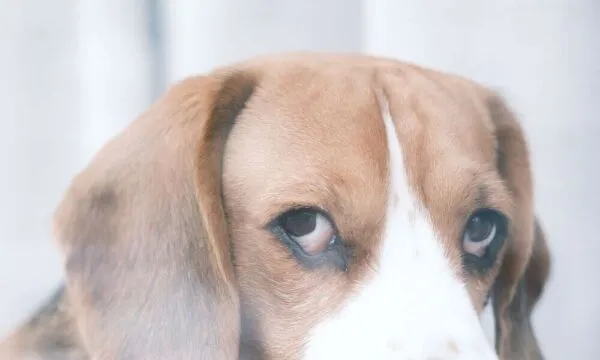 Beagle e ansia da separazione: sintomi e rimedi efficaci