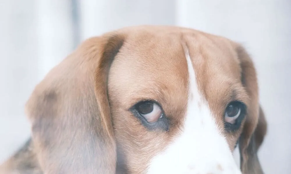 Beagle e ansia da separazione: sintomi e rimedi efficaci