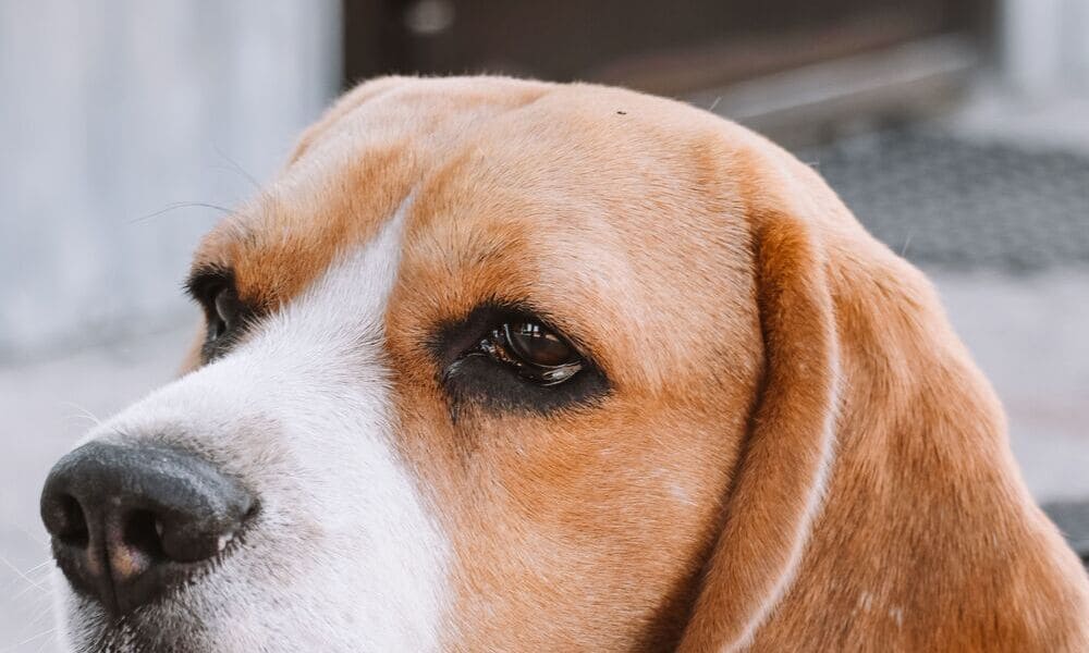 Beagle da salvare
