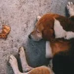 Beagle e gelosia