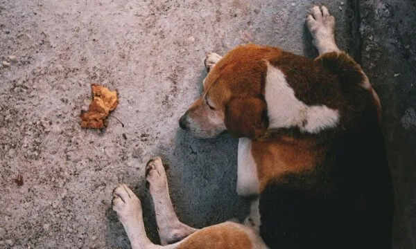 Beagle e gelosia: cosa succede quando arriva un nuovo membro in famiglia?