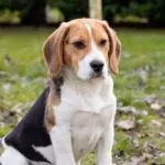 Beagle, quale nome scegliere?