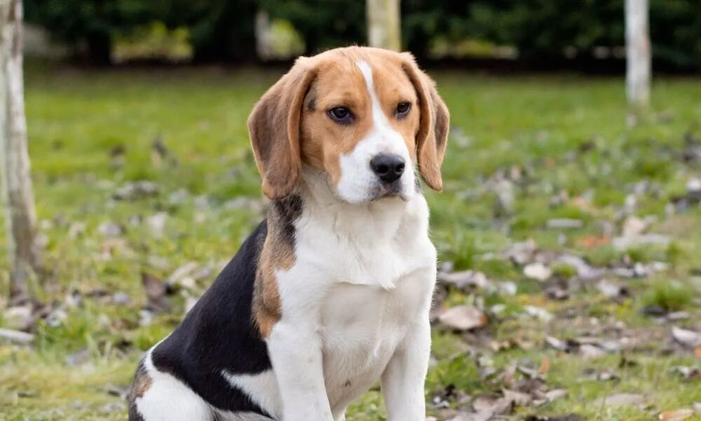Nomi per beagle, quelli che funzionano davvero
