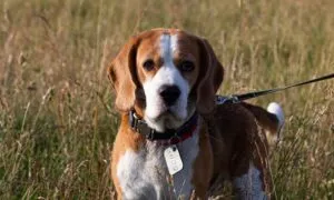 Beagle, la scelta di un buon allevamento è essenziale