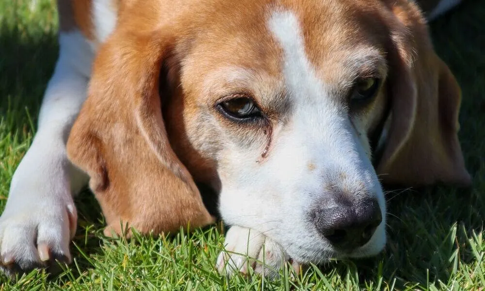 Beagle dal veterinario: gli appuntamenti essenziali con la salute