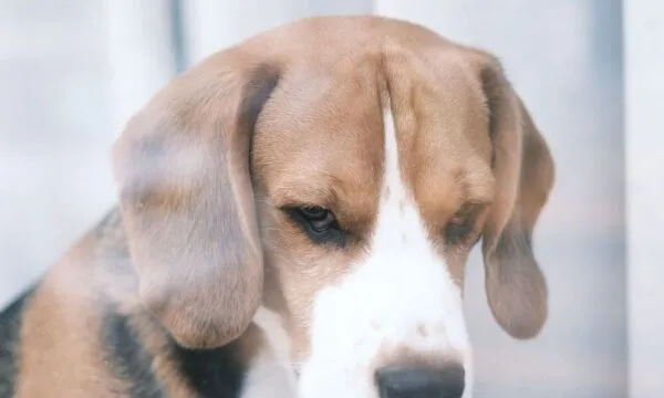 Il beagle riconosce sé stesso allo specchio? Cosa dice la scienza