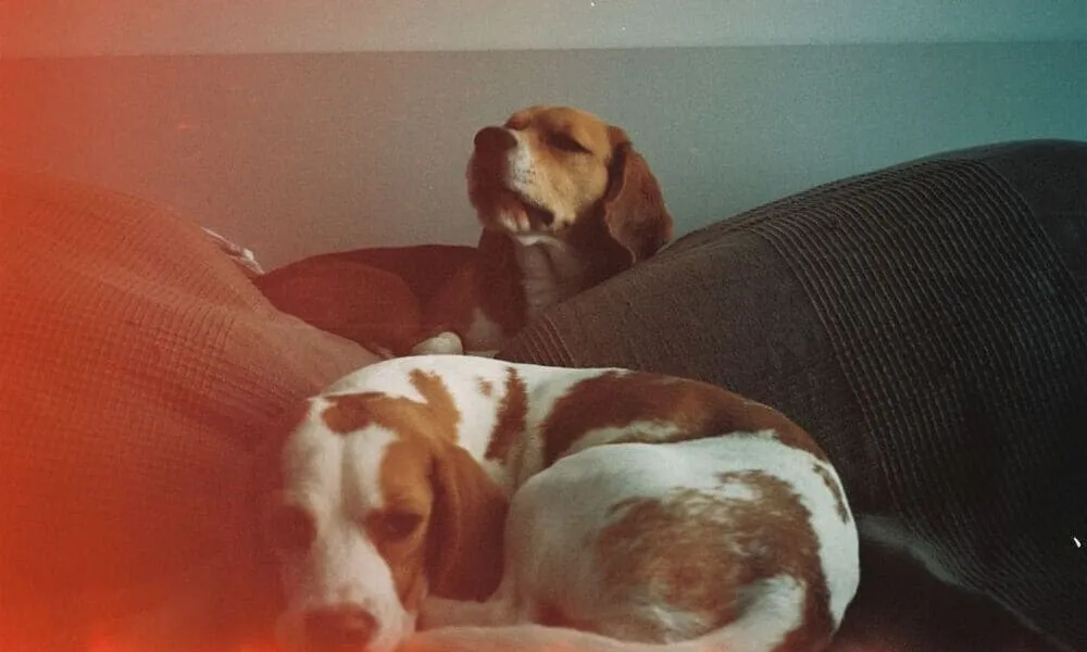 Gerarchie tra beagle: chi comanda davvero quando in casa ce n’è più di uno?