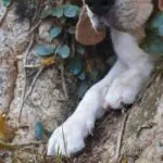 Le zampe dei beagle