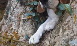 Le zampe dei beagle
