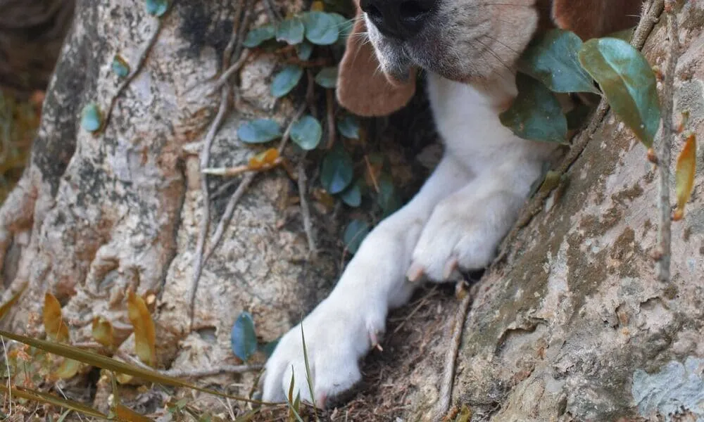 Le zampe dei beagle