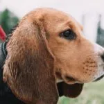 Come sente il beagle?