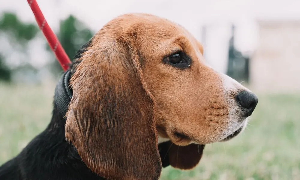 Le orecchie del beagle: molto più di un dettaglio estetico