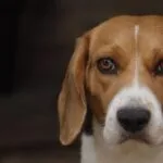 Come distingue i colori un beagle?