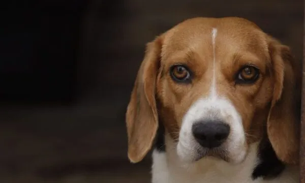 Il mondo visto da un beagle: quali colori riconosce davvero