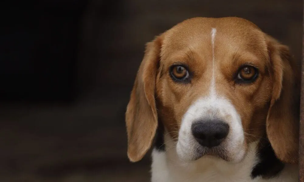 Il mondo visto da un beagle: quali colori riconosce davvero