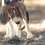 Beagle Brigade