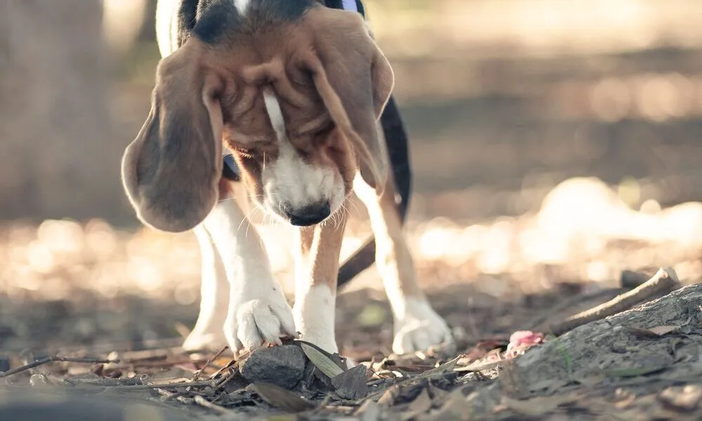 Beagle Brigade: i cani detective che fiutano il pericolo