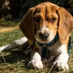Quanti beagle ci sono in Italia?