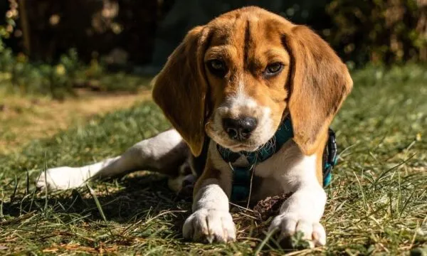 Quanti beagle vivono in Italia? I dati ENCI