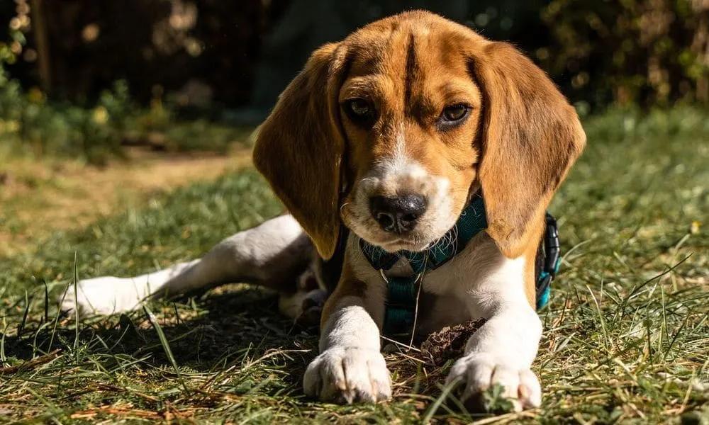 Quanti beagle ci sono in Italia?