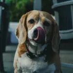 I cibi più amati dai beagle
