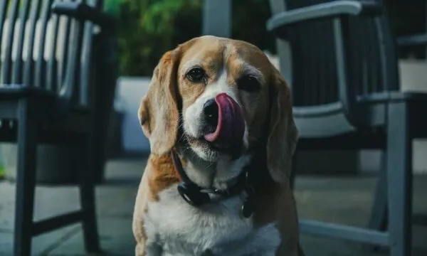 Beagle a tavola: i gusti alimentari della razza più golosa