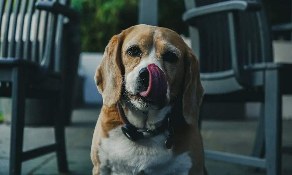 Beagle a tavola: i gusti alimentari della razza più golosa